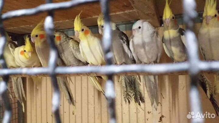 Попугаи какарики, волнистые, кореллы