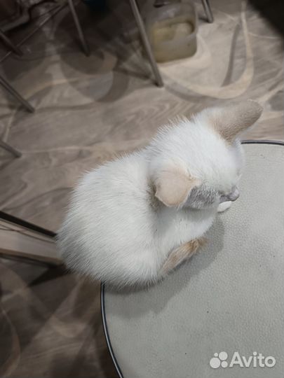 Отдам в добрые руки котят