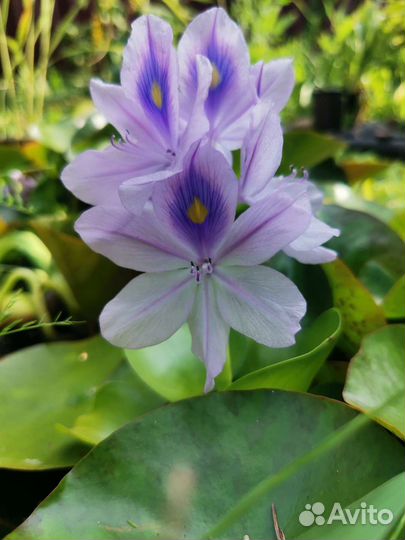 Водный гиацинт, пистия