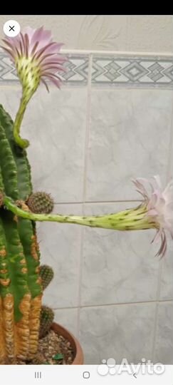 Кактус цветущий