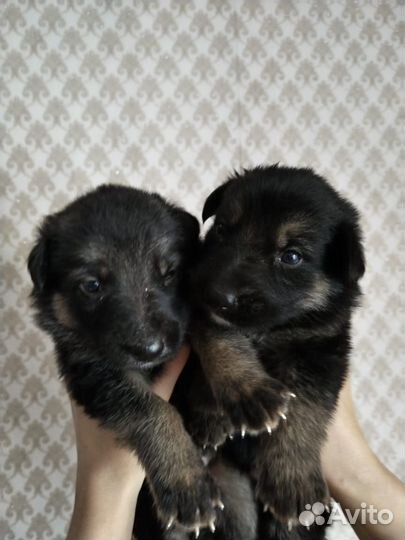 Продам щенков немецкой овчарки