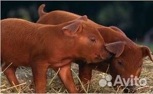 Продам поросят дюрок