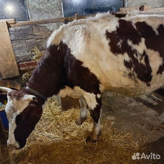 Коровы стальные