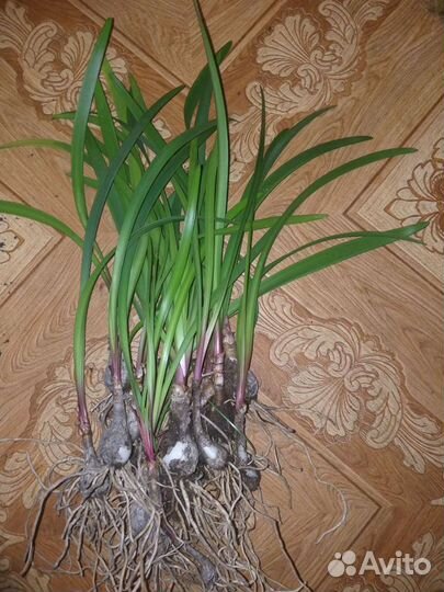 Гиппиаструм