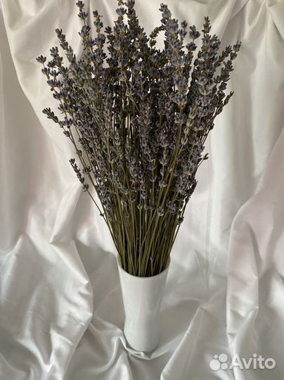 Лаванда/Сухоцветы