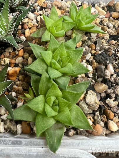 Хавортия (Haworthia) - 2