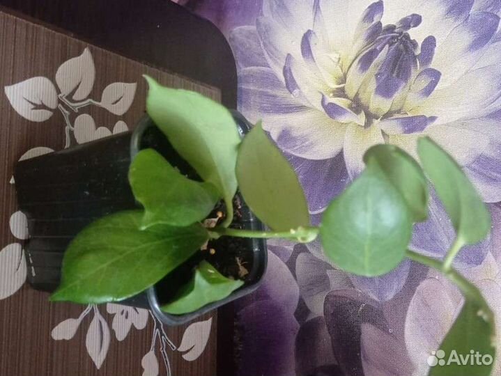 Хойя обскура, 150