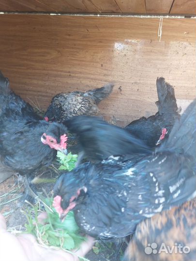 Карликовые петушки