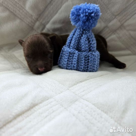 Йоркширский терьер