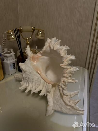 Морская раковина Мурекс