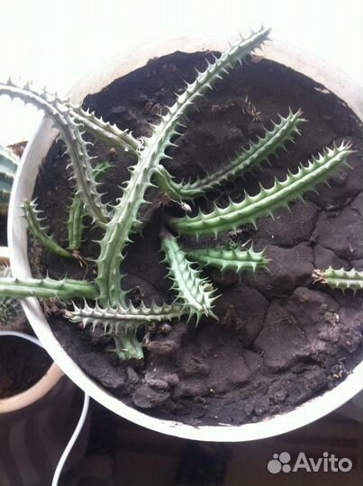 Кактусы разных видов