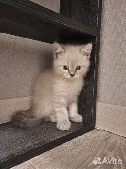 Шотландская