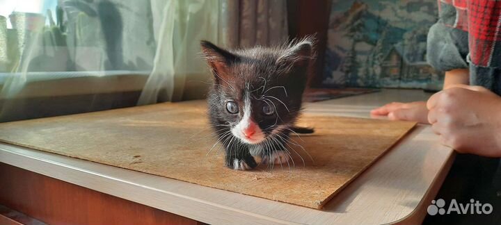 Котики бесплатно в добрые руки