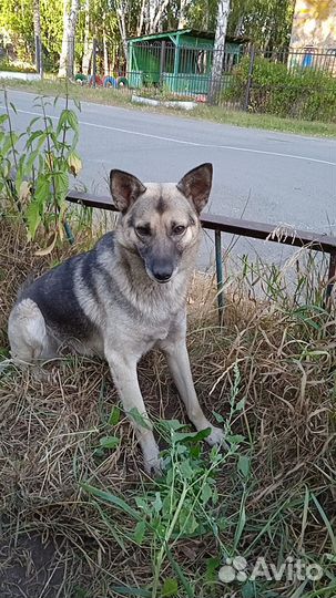 Собака в добрые руки отдам бесплатно