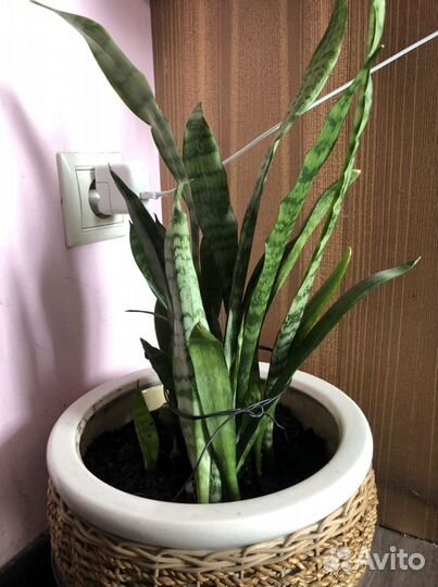 Сансевиерия