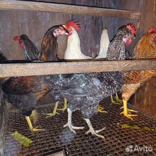 Продам петушков