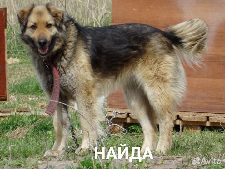 Собака в добрые руки