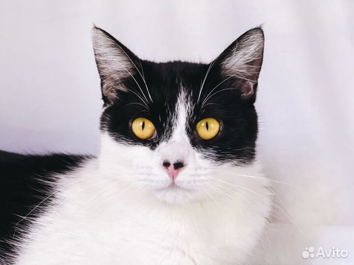 Нежная кошка Мусенька в добрые руки