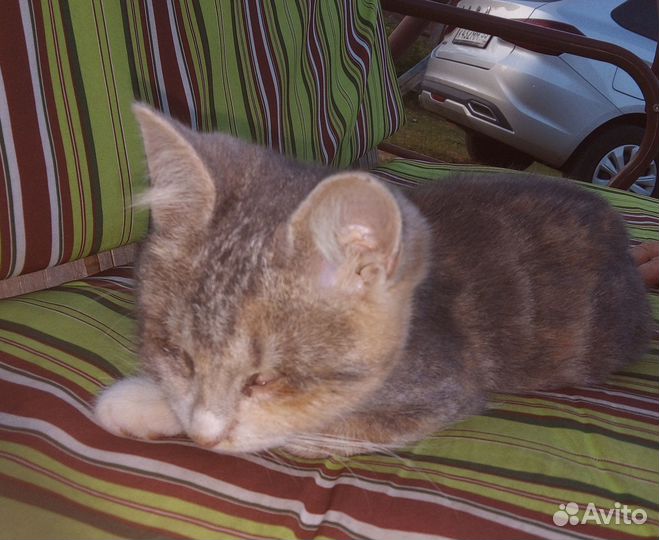 Кошечка