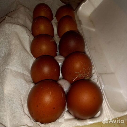 Инкубационное яйцо Марана черномедного