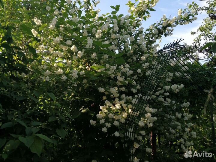 Жасмин, лилейник, буквица