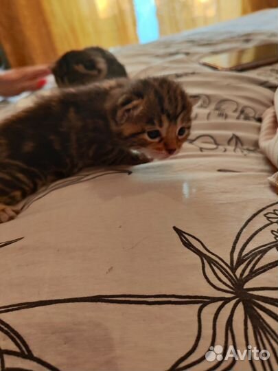 Котята Курильский бобтейл