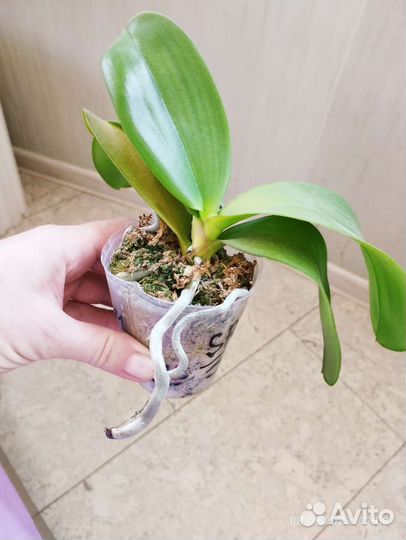Phalaenopsis sogo relex