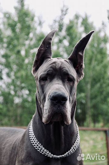 Ошейник цепочка трехрядный