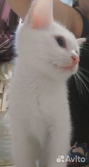 Котята Као Мани