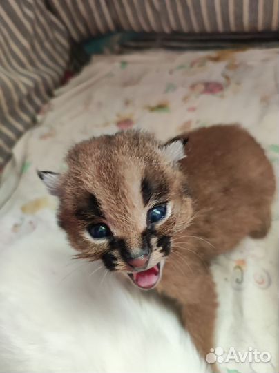 Передержка любых животных от хомячков до дикарей