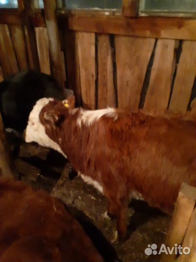 Телята коровы