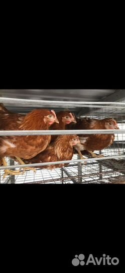 Куры молодки