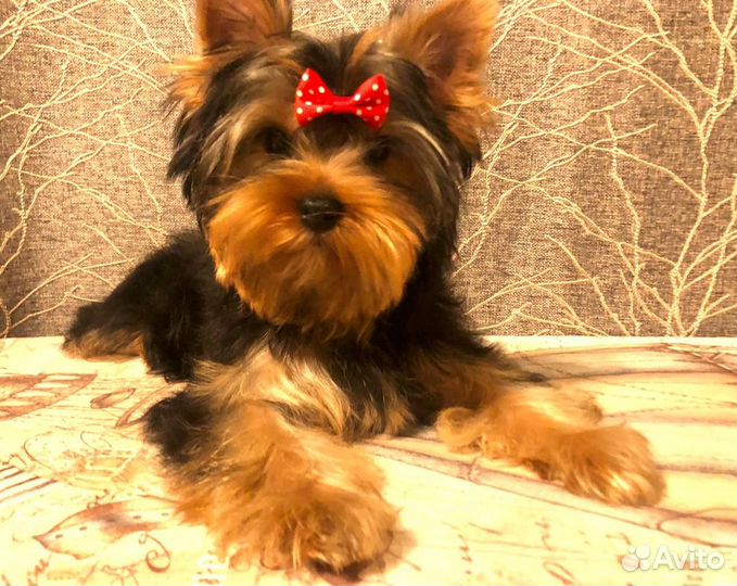 Йоркширский терьер