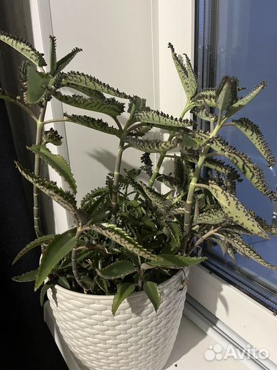 Калонхое без горшка