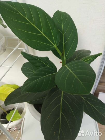 Фикус бенгальский одри