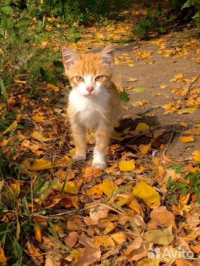 Бездомные котята