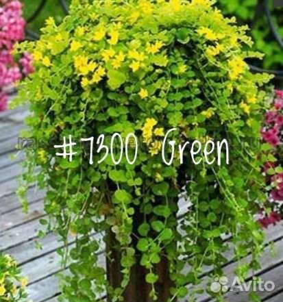 Вербейник Монетчатый (Lysimachia) Ампельный Green