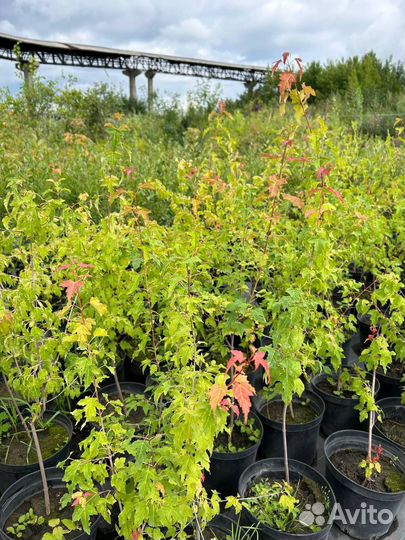 Озеленение участка