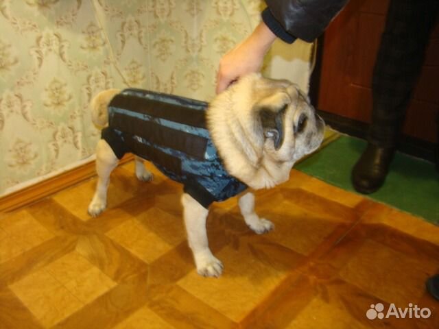 Корсет, бандаж, шейный корсет для собак и кошек