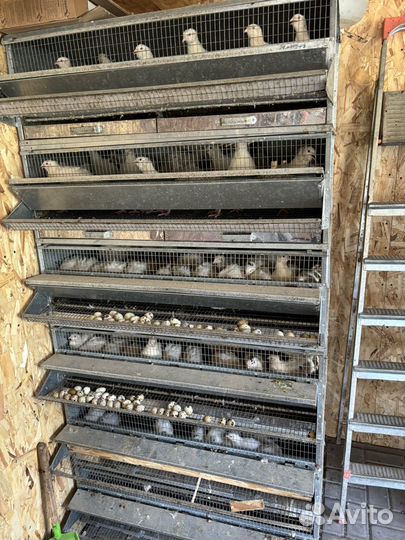 Перепелки несушки