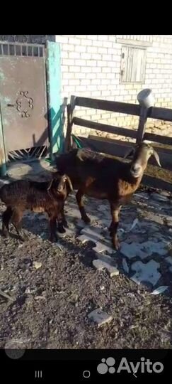 Овцы бараны