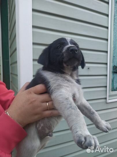 Щенки бесплатно