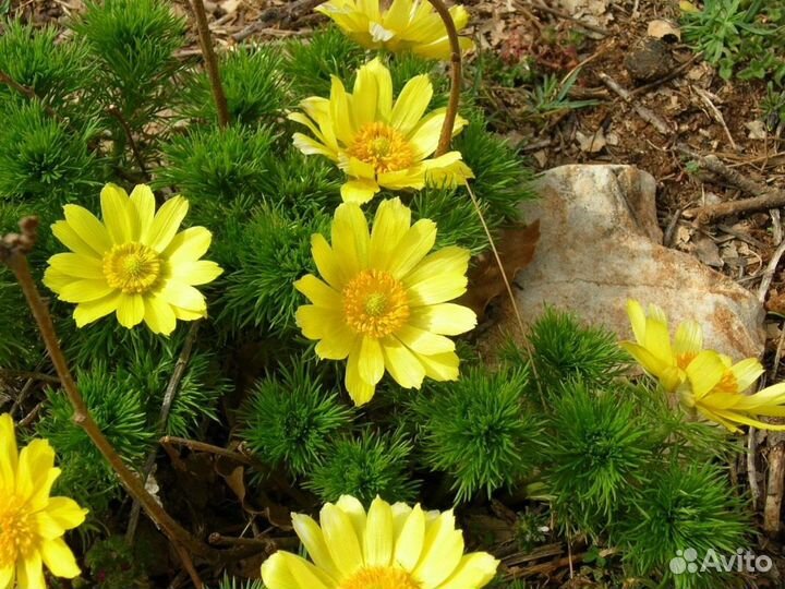 Растения для сада