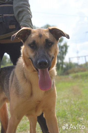 Лео хочет домой