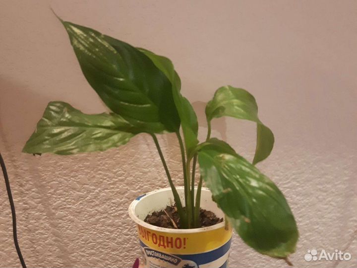 Спатифиллум