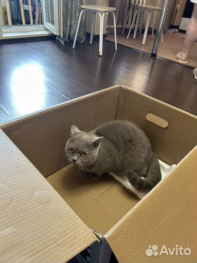 Кошка обычная