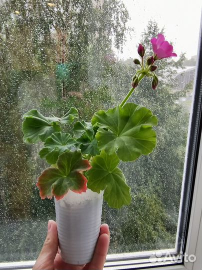 Цветы комнатные Герань,Пеларгония