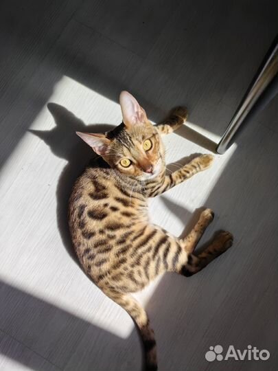 Бенгальские котята с документами