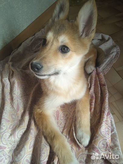 Щенок в добрые руки