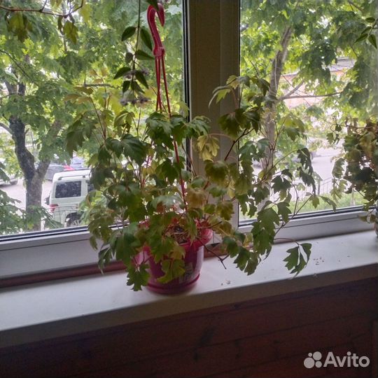 Циссус ромболистный (возраст более 10 лет )